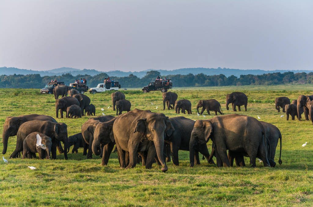 A herd of elephants on the grassland at Minneriya