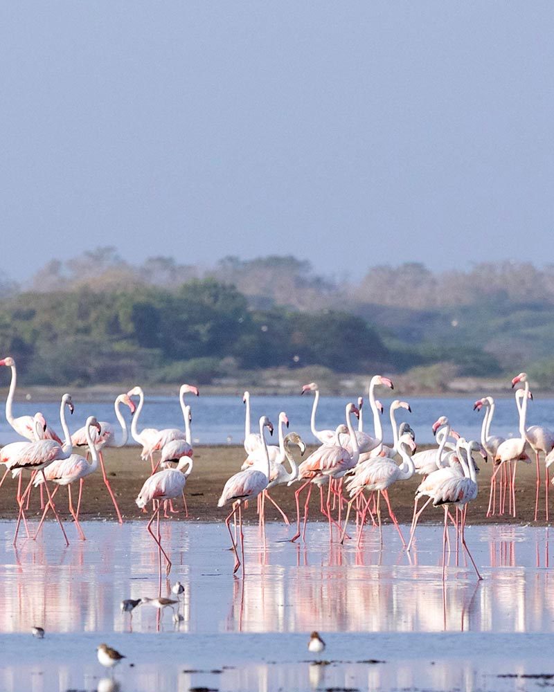 Flamingos on the lagoon at Vankalai